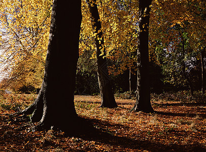 英国秋天的森林图片