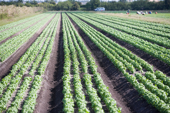 田间植物图片