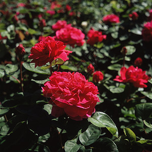 红玫瑰丛图片
