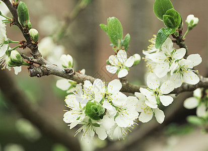 苹果花图片