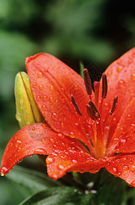 百合花上的雨滴图片