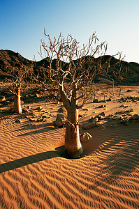沙漠中的光秃秃的树图片