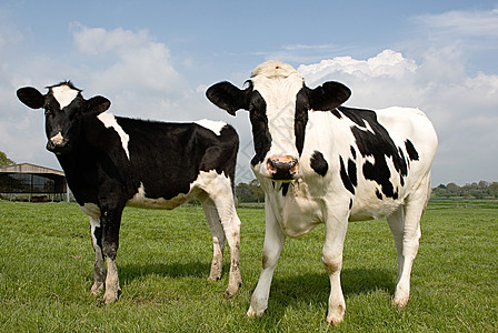 黑色的牛农场里的两头黑白奶牛背景