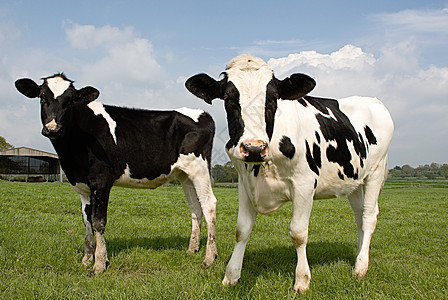农场里的两头黑白奶牛背景图片