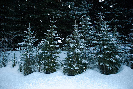 雪中的冷杉背景图片