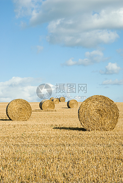 田里成捆的干草图片