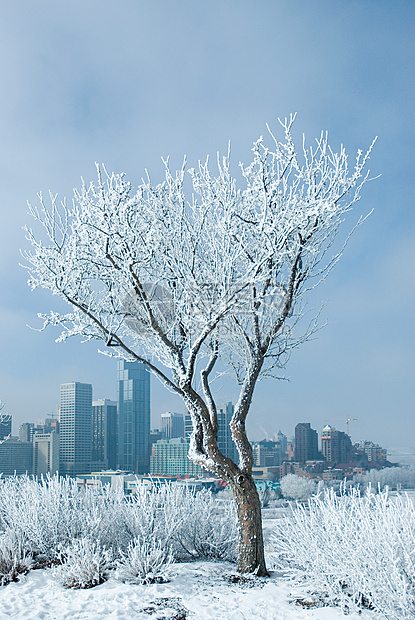 卡尔加里被雪覆盖的树图片
