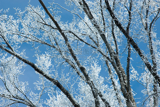 白雪覆盖的树枝图片