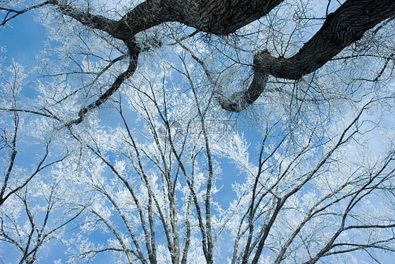 树枝上的雪图片