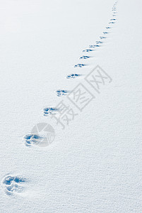 动物足迹图片 动物足迹素材 动物足迹高清图片 摄图网图片下载