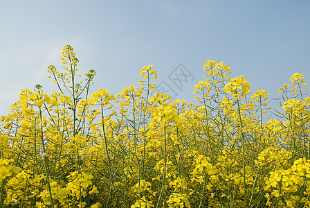 油菜图片