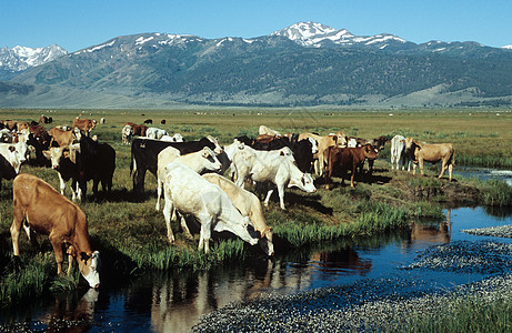 内华达山脉的奶牛图片