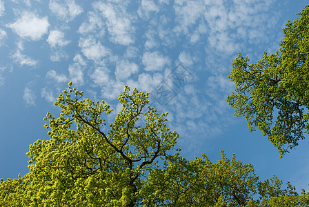 橡树和天空的低角度视图背景图片