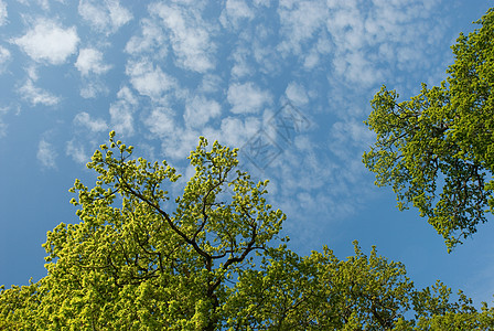橡树和天空的低角度视图图片
