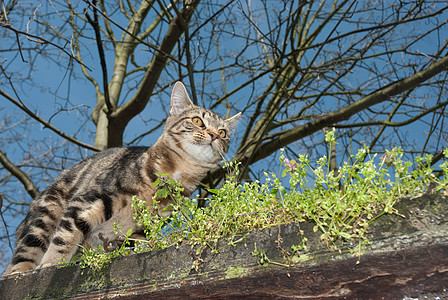 斑芒树偷猎中的斑猫背景