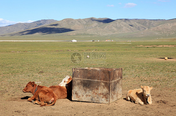 蒙古田里的奶牛图片