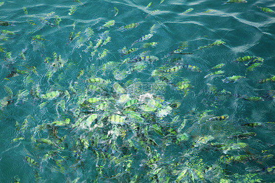 泰国普吉岛海区的鱼群图片