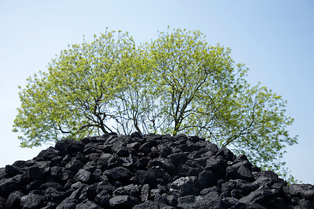 煤和树堆在户外苏塞特高清图片