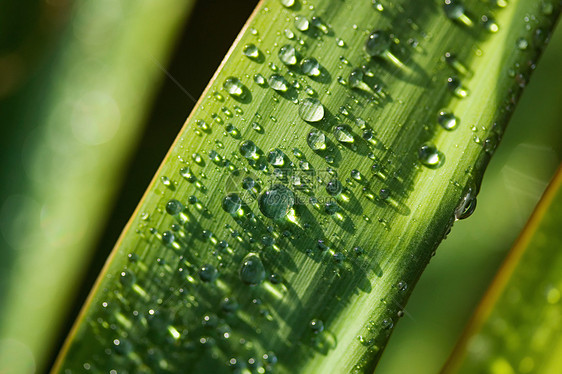 雨淋在丝兰叶子上图片