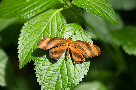 橙色条纹蝴蝶图片