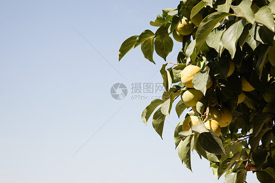 果树图片