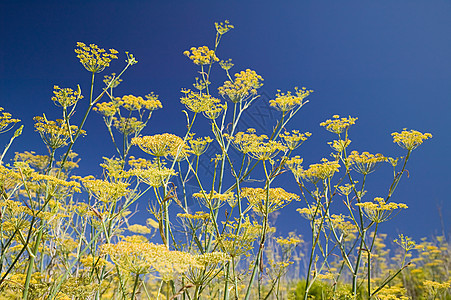 野生茴香花图片