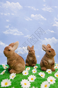 兔子和雏菊图片