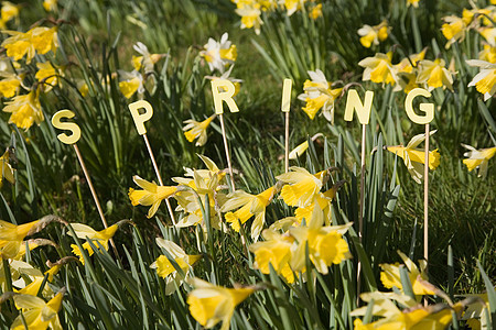 六只小鸭和一只母鸡