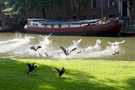 阿姆斯特丹运河上的鹅图片