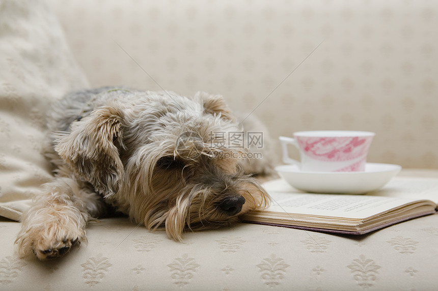 ‘~可爱的狗和一本书  ~’ 的图片