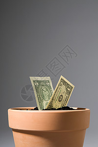 花盆里的钞票背景图片