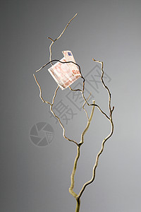 一棵树上十欧元的钞票图片
