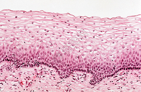 皮肤细胞细胞组织背景