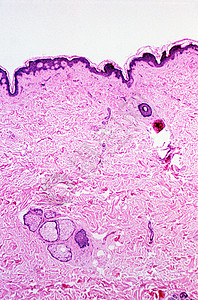 皮肤细胞组织图片