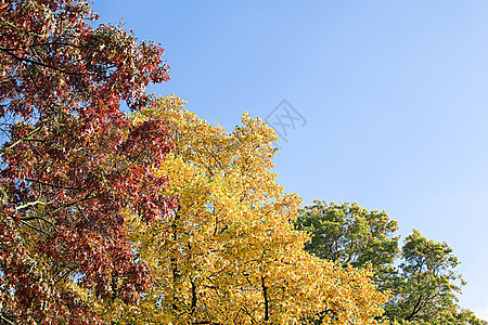 秋树图片