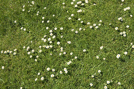 草地上的雏菊图片