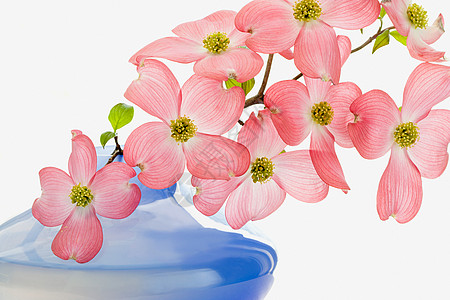 山茱萸花背景图片