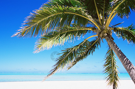 海滩上的棕榈树背景图片