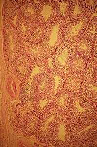 睾丸生精小管背景图片