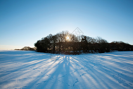 英国沃灵顿的树木和积雪覆盖的田野图片