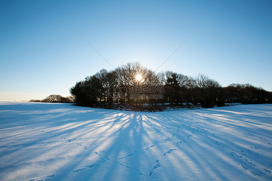 英国沃灵顿的树木和积雪覆盖的田野图片