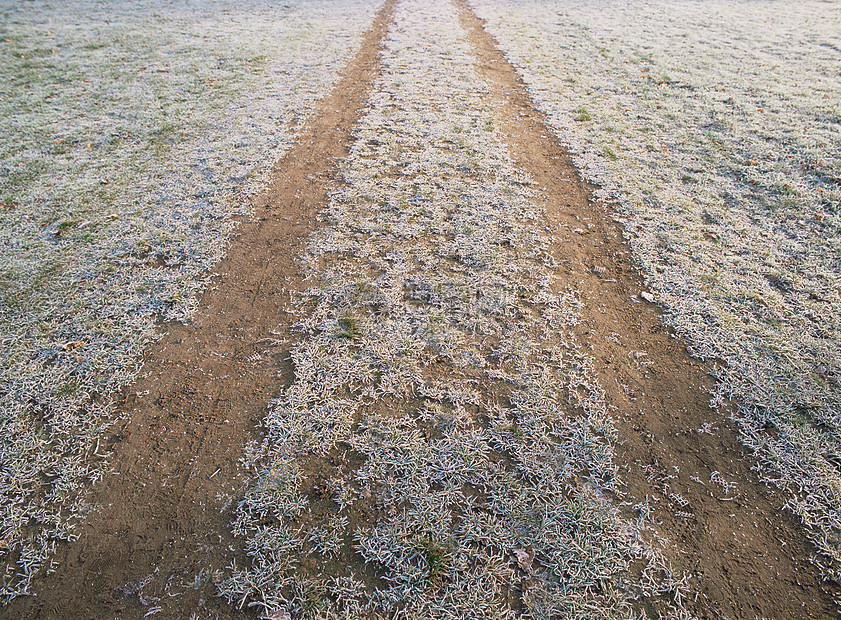 霜草中的痕迹图片