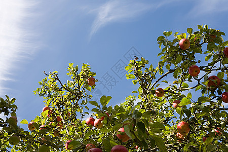 苹果树阳光苹果树高清图片