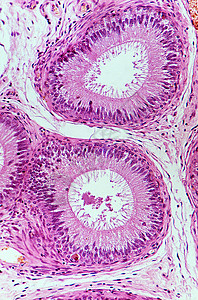 附睾上皮图片