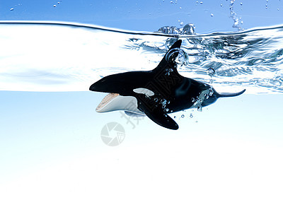 玩具虎鲸在水里图片