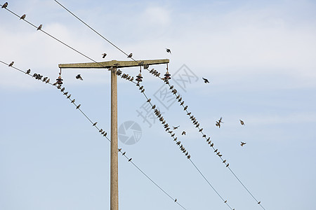 电线上的鸟图片