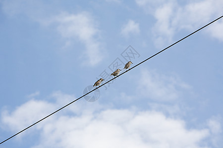 电线上的三只鸟图片