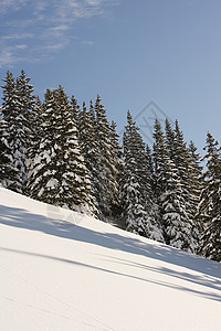 滑雪坡上的冷杉背景图片