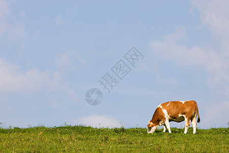 草地上的牛放牧一只牛高清图片