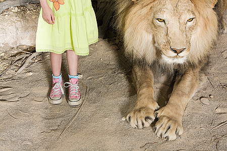 狮子保护小女孩图片图片